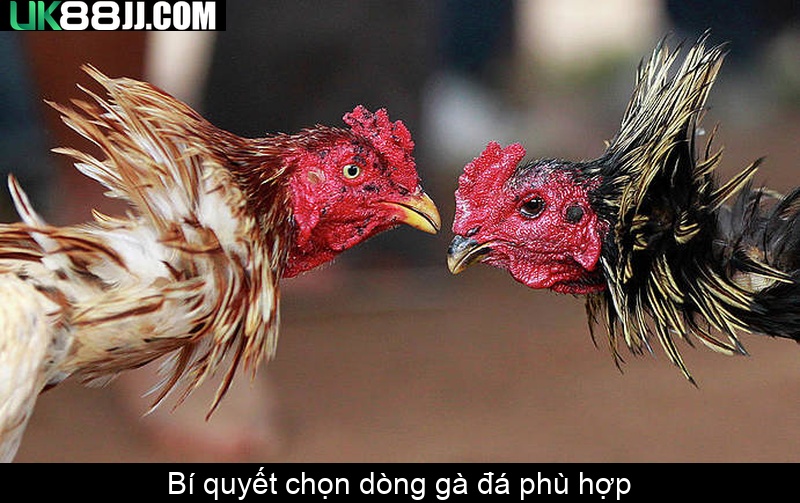 Bí quyết chọn dòng gà đá phù hợp