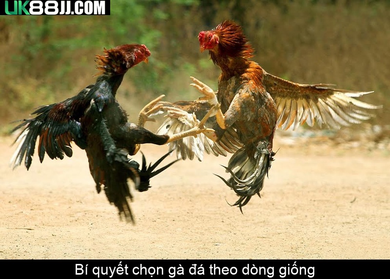 Bí quyết chọn gà đá theo dòng giống