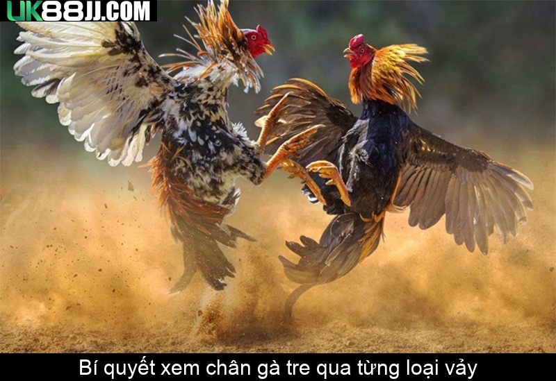 Bí quyết xem chân gà tre qua từng loại vảy