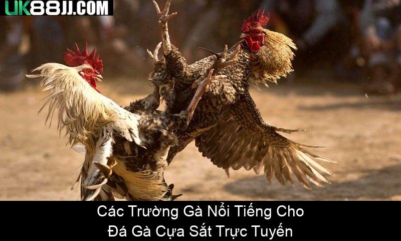 Các Trường Gà Nổi Tiếng Cho Đá Gà Cựa Sắt Trực Tuyến