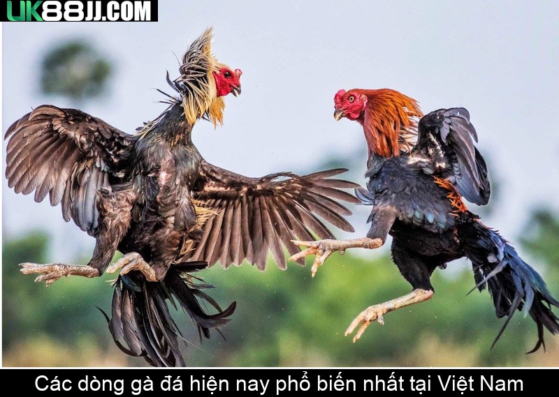 Các dòng gà đá hiện nay phổ biến nhất tại Việt Nam