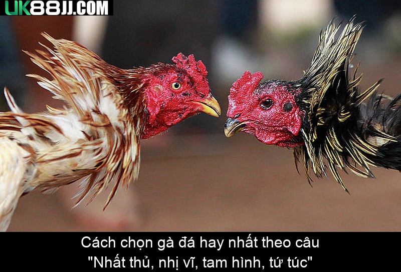 Cách chọn gà đá hay nhất theo câu Nhất thủ, nhị vĩ, tam hình, tứ túc