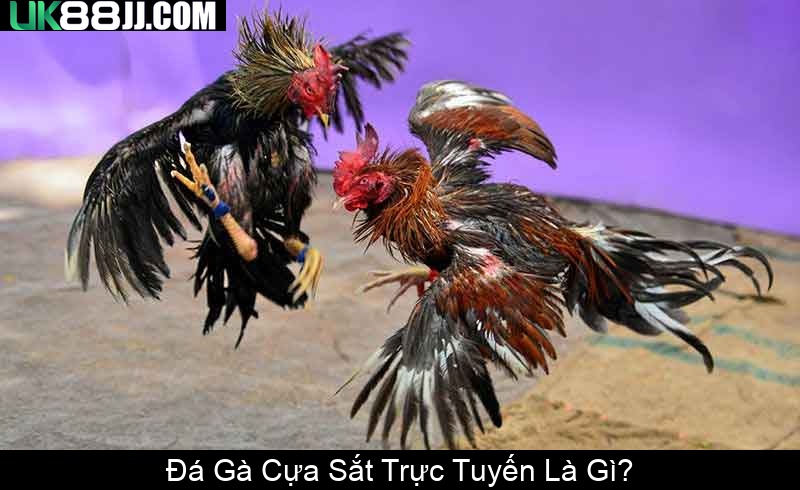 Đá Gà Cựa Sắt Trực Tuyến Là Gì