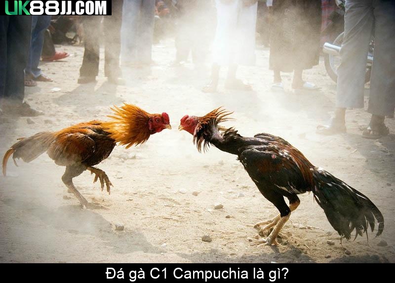 Đá gà C1 Campuchia là gì