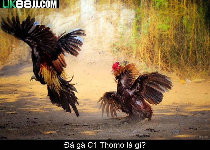 Đá gà C1 Thomo là gì