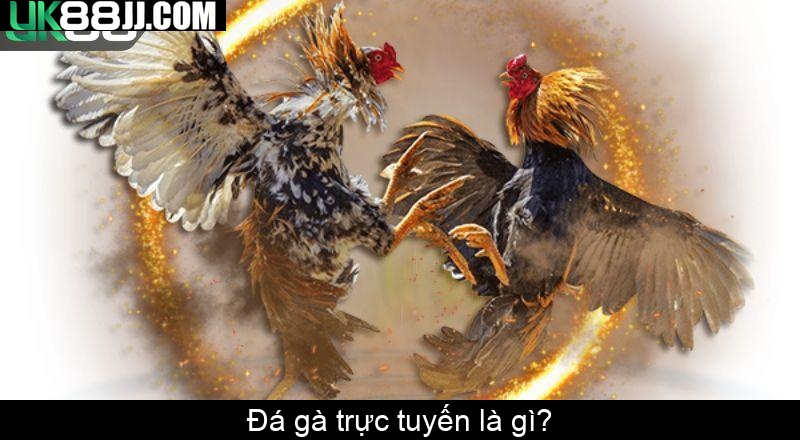 Đá gà trực tuyến là gì Đá gà trực tuyến là gì