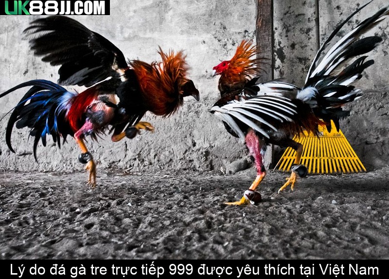 Lý do đá gà tre trực tiếp 999 được yêu thích tại Việt Nam