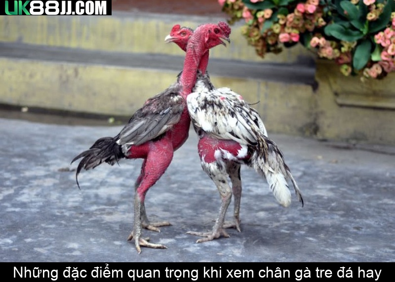 Những đặc điểm quan trọng khi xem chân gà tre đá hay