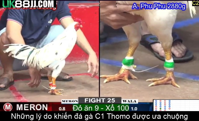 Những lý do khiến đá gà C1 Thomo được ưa chuộng