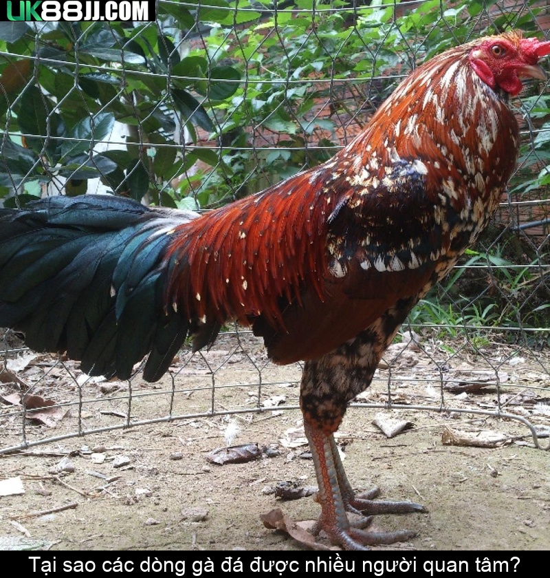 Tại sao các dòng gà đá được nhiều người quan tâm