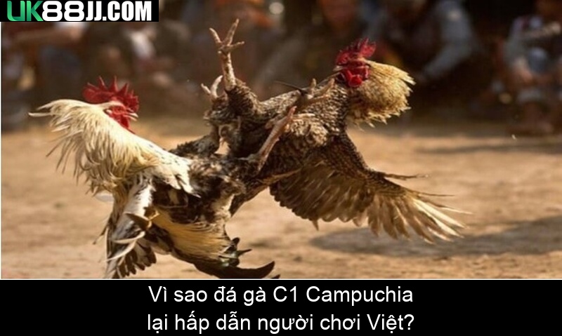 Vì sao đá gà C1 Campuchia lại hấp dẫn người chơi Việt