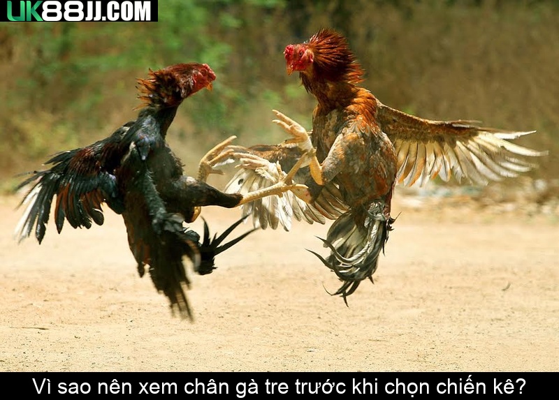 Vì sao nên xem chân gà tre trước khi chọn chiến kê
